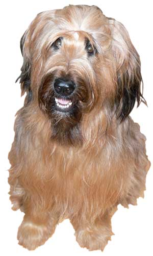 Tipi, der Kanzleihund